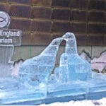 fur seals boston aquarium ice sculpture