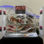 Ace Endico fish wall '26